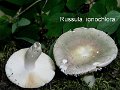 Russula ionochlora-amf1750